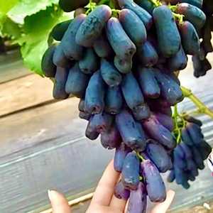 南北方种植新品种女巫指葡萄树苗金手指夏黑四季蓝宝石当年结果