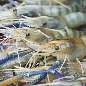 浙江湖州罗氏沼虾苗优质太湖二号沼虾苗长臂大头虾苗养殖