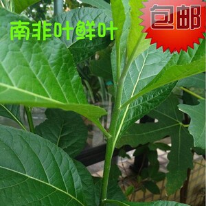 南非叶树苗