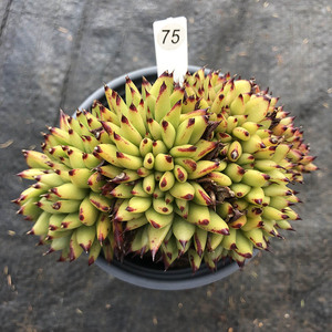 乌木缀化多肉植物黑色状态好老桩一物一拍【开业特惠中】