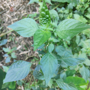 龙狗肝中草药图片图片