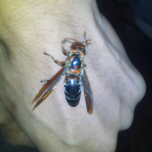 七里蜂王野生马蜂王黑马蜂树葫芦蜂王黄i脚蜂王现抓活体金环包活