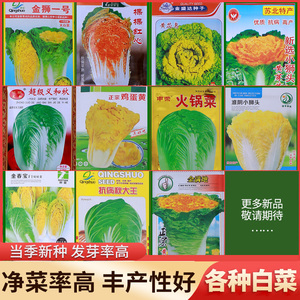 春秋季大白菜种籽子黄菜种子红心菜种子黄芯乌种子鸡蛋黄种子大全