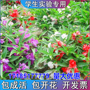 凤仙花籽学生实验套餐种子春季种植室内阳台庭院盆栽花卉指甲花草