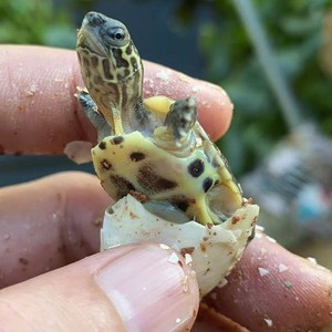 000人付款淘宝2022纯佛小鳄龟受精蛋卵原种进口爆刺国佛乌龟苗大鳄