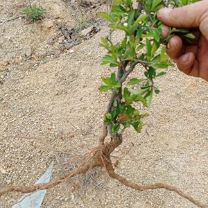 天然小叶野山楂树盆景素材下山桩山里红绿植盆栽阳台庭院观赏植物