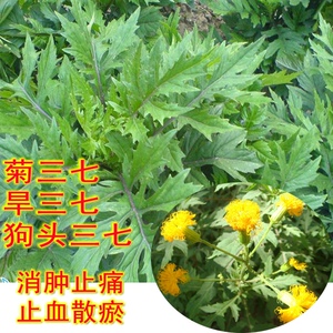 2021三七之王菊三七苗旱三七旱山芪狗头七种r苗血当归土三七汉山