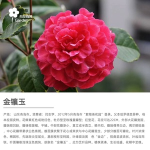 金镶玉山茶花盆栽大小苗红t色云南哈罗德拉力皮特杂交稀有品种龙