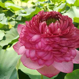 (光岳楼)大型碗莲种藕荷花盆栽莲花水培观赏植物【建国碗莲苑】