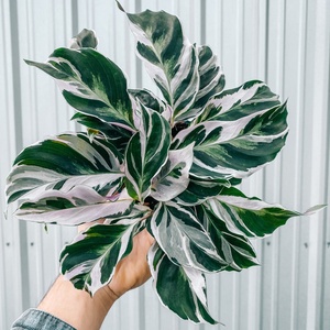 所见|天使竹芋青苹果夏季好养可水培办公室盆栽客厅观叶绿植喜阴