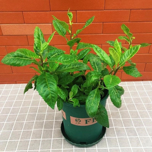 明月草盆栽金鸡毛草降糖降压草神仙草白背三七苗泰国仙草可食用