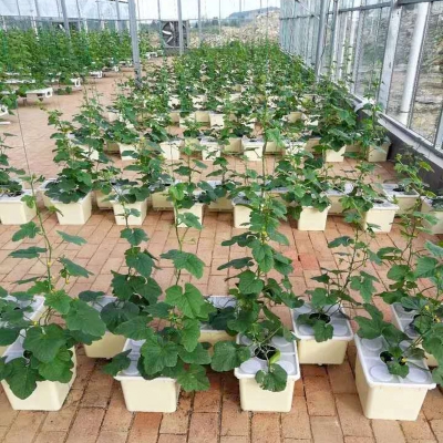 无土栽培设备阳台种菜盆荷兰桶椰慷家用屋顶楼顶家庭蔬菜种植箱.