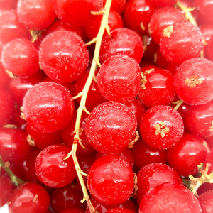 新鲜水果红加仑冷冻带茎红加仑红醋栗红加伦浆果20v0g多地3/5