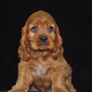 英国可卡美国可卡猎犬幼犬活体宠物狗赛级可卡犬纯种英卡活体狗狗