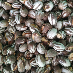 坦克虫杨拉罐羊拉杨喇洋拉洋辣活杨拉子1斤包邮杨喇罐洋辣子罐蛋