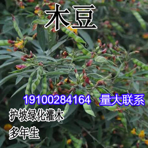 木豆种子 直立灌木 树豆 柳豆 豆蓉 树黄豆 三叶豆种子