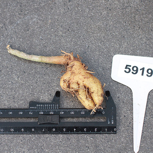 2c2植物员外 黑龙团扇块根 大黄花稀有品种团扇仙人掌 多肉植物a.