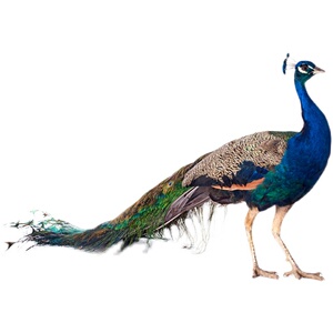 l体雀物母孔雀物活蓝活优物苗大鸟一宠质赏鸟孔对观彩七活公z动型