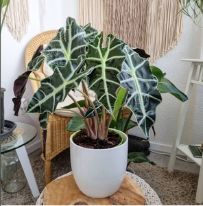 2021大i仙女海芋非洲面具小仙女ins欧美风室内绿植盆栽黑叶观音a.