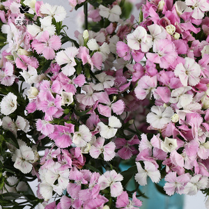 青梅相思梅鲜花直批云南昆明基地直发家用办公插花水y养鲜切花直