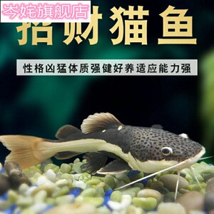 招财猫狗仔鲸红尾鲶鱼福鳄尖嘴鳄雀鳝清洁水族大型鱼热带鱼观赏鱼