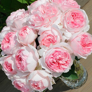 花知述 2加仑根接月季大苗伊芙系列乙女心胭脂香水飞g溅婚礼之路