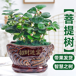 菩提树盆栽盆景花卉发财树室内书b房办公室招财绿植智慧树小盼菩
