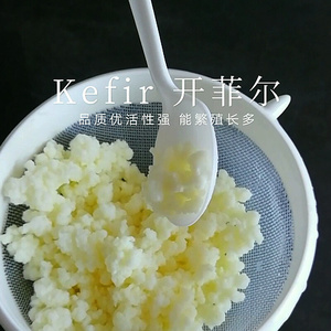 kefir 开菲尔菌种 奶克菲尔粒 酸奶常温发酵v乳酸菌非雪莲菌藏灵