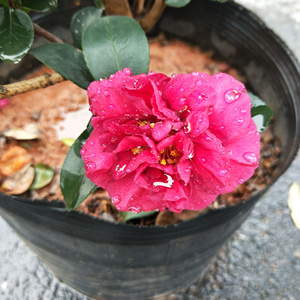 22财神茶梅名s贵重瓣山茶花树苗盆栽绿植物四季绿户外庭院茶梅球