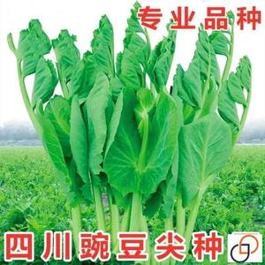 四川豌豆尖种子无须豌豆苗豌豆颠荷兰豆芽苗菜秋冬季田园蔬菜种籽