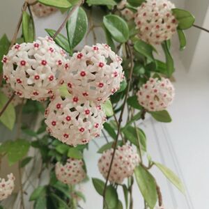 球兰带花大苗四季开花绿植室内花卉绿叶爬藤喜阴植物吊兰卷心形