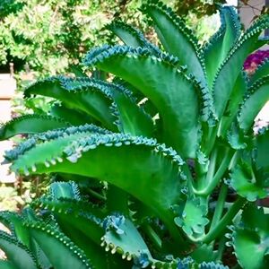 落地生根盆栽不死鸟绿植多肉植物组合稀有品种办公室内创意花卉