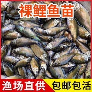 裸鲤鱼苗三道鳞裸斑鱼苗无甲鲤鱼淡水鱼耐养易活鱼塘养殖包邮