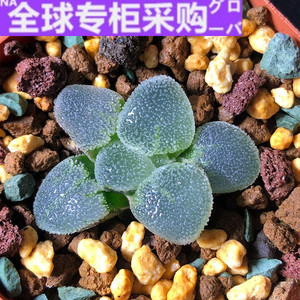 日本富强花卉冰钻磨面寿多肉植物室内植物盆栽精品多肉一物一拍