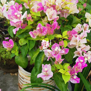 漳红樱百变红樱三角梅粉色白色渐变色爬藤扦插苗花y卉盆栽老花