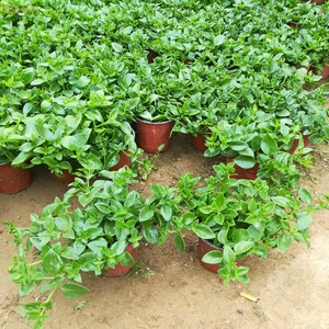 新品穿心莲盆栽食用绿植牡丹吊兰阳台室内观花植物绿色保键菜.