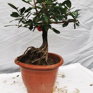 三峡小叶蚊母开花结果四季常青易养绿植蚊母盆景盆栽小品微型盆景