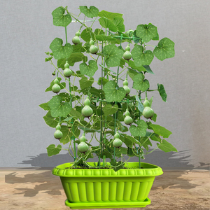 手捻文玩盆栽小葫芦种子大全巨型特大葫芦籽种孑观赏阳台庭院爬藤