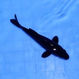 2021纯黑乌金锦鲤水族活体日本纯种铁包金观赏鱼风水鱼冷水g鱼宠