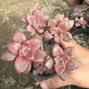 22红化妆多肉植物i老桩一物一拍组合盆栽含盆带土清仓包邮室内防
