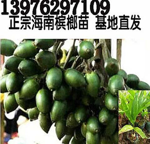海南槟榔树树苗产品的详细参数,实时报价,价格行情,优质批发/供应等