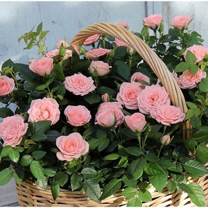 佛罗伦蒂娜月季花苗耐热重瓣多头四季开花微型庭院欧月玫瑰盆栽