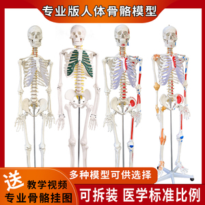 人体脊椎骨架结构拆卸医用骨头全身骨骼小白肌肉解剖模型玩具摆件