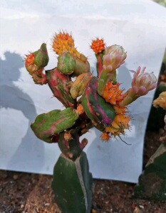 多肉植物稀有仙人球嫁接龙凤牡丹千变万化观赏盆栽.