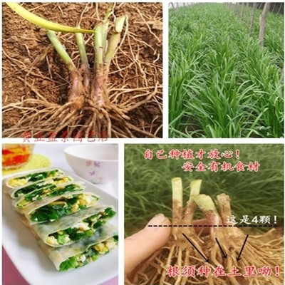根头菜籽