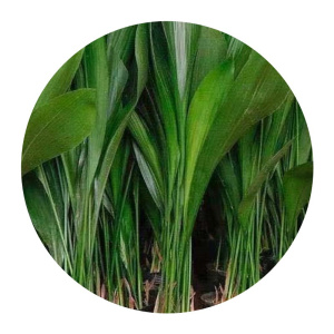 【一叶青盆栽】一叶青盆栽品牌,价格 - 阿里巴巴