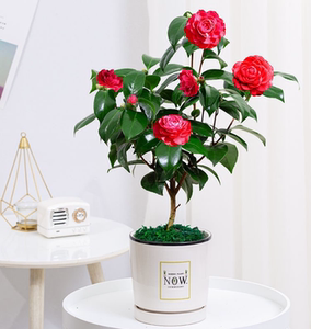 【冬季开花】红色赤丹茶花盆栽花卉室内客厅阳台芳香耐寒北方植物