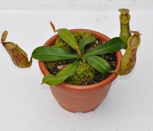 黛瑞安娜猪笼草