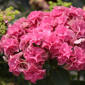 2222雷神大花g绣球新品重瓣k八仙花阳台庭院花卉植物盆a.a.