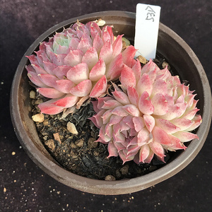 22西府海棠多肉 朱砂痣 一m物一拍 阳光雨露多肉a.